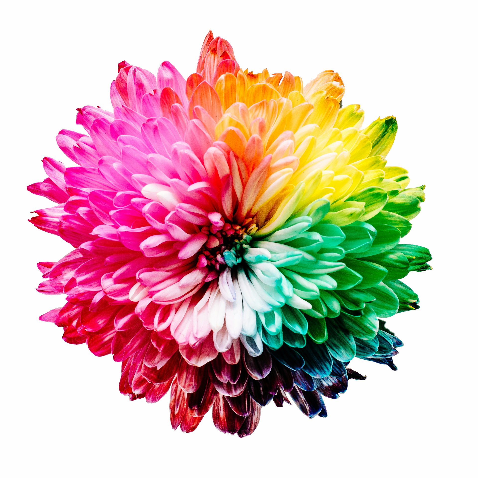multicolored flower illustration Drazle